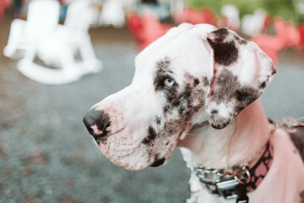 Why Dogs are Beer's Best Friend in Downtown Woodstock - Reformation Brewery